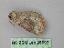  ( - BC ZSM Lep 26693)  @13 [ ] CreativeCommons - Attribution Non-Commercial Share-Alike (2010) Unspecified SNSB, Zoologische Staatssammlung Muenchen