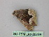 ( - BC ZSM Lep 26706)  @12 [ ] CreativeCommons - Attribution Non-Commercial Share-Alike (2010) Unspecified SNSB, Zoologische Staatssammlung Muenchen