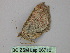  ( - BC ZSM Lep 26710)  @12 [ ] CreativeCommons - Attribution Non-Commercial Share-Alike (2010) Unspecified SNSB, Zoologische Staatssammlung Muenchen