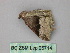  ( - BC ZSM Lep 26714)  @12 [ ] CreativeCommons - Attribution Non-Commercial Share-Alike (2010) Unspecified SNSB, Zoologische Staatssammlung Muenchen