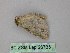  ( - BC ZSM Lep 26735)  @12 [ ] CreativeCommons - Attribution Non-Commercial Share-Alike (2010) Unspecified SNSB, Zoologische Staatssammlung Muenchen