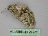  ( - BC ZSM Lep 26740)  @12 [ ] CreativeCommons - Attribution Non-Commercial Share-Alike (2010) Unspecified SNSB, Zoologische Staatssammlung Muenchen