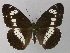  (Limenitis camilla - BC ZSM Lep 30728)  @14 [ ] Copyright (2010) Unspecified SNSB, Zoologische Staatssammlung Muenchen