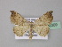  ( - BC ZSM Lep 32309)  @14 [ ] CreativeCommons - Attribution Non-Commercial Share-Alike (2010) Unspecified SNSB, Zoologische Staatssammlung Muenchen