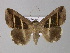  ( - BC ZSM Lep 32315)  @11 [ ] CreativeCommons - Attribution Non-Commercial Share-Alike (2010) Unspecified SNSB, Zoologische Staatssammlung Muenchen