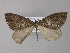  ( - BC ZSM Lep 32321)  @11 [ ] CreativeCommons - Attribution Non-Commercial Share-Alike (2010) Unspecified SNSB, Zoologische Staatssammlung Muenchen