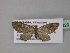  ( - BC ZSM Lep 32329)  @11 [ ] CreativeCommons - Attribution Non-Commercial Share-Alike (2010) Unspecified SNSB, Zoologische Staatssammlung Muenchen