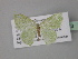  (Comostola simplexAH01Tz - BC ZSM Lep 32343)  @11 [ ] CreativeCommons - Attribution Non-Commercial Share-Alike (2010) Unspecified SNSB, Zoologische Staatssammlung Muenchen