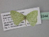  ( - BC ZSM Lep 32344)  @11 [ ] CreativeCommons - Attribution Non-Commercial Share-Alike (2010) Unspecified SNSB, Zoologische Staatssammlung Muenchen