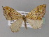  ( - BC ZSM Lep 32346)  @11 [ ] CreativeCommons - Attribution Non-Commercial Share-Alike (2010) Unspecified SNSB, Zoologische Staatssammlung Muenchen