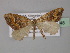  ( - BC ZSM Lep 32348)  @11 [ ] CreativeCommons - Attribution Non-Commercial Share-Alike (2010) Unspecified SNSB, Zoologische Staatssammlung Muenchen