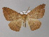  ( - BC ZSM Lep 32350)  @11 [ ] CreativeCommons - Attribution Non-Commercial Share-Alike (2010) Unspecified SNSB, Zoologische Staatssammlung Muenchen