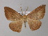  ( - BC ZSM Lep 32351)  @11 [ ] CreativeCommons - Attribution Non-Commercial Share-Alike (2010) Unspecified SNSB, Zoologische Staatssammlung Muenchen
