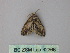  ( - BC ZSM Lep 32366)  @13 [ ] CreativeCommons - Attribution Non-Commercial Share-Alike (2010) Unspecified SNSB, Zoologische Staatssammlung Muenchen