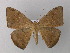  (Oxydia trychiataAH02Ec - BC ZSM Lep 32430)  @14 [ ] CreativeCommons - Attribution Non-Commercial Share-Alike (2010) Unspecified SNSB, Zoologische Staatssammlung Muenchen