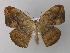  (Oxydia AH15Ec - BC ZSM Lep 32433)  @14 [ ] CreativeCommons - Attribution Non-Commercial Share-Alike (2010) Unspecified SNSB, Zoologische Staatssammlung Muenchen