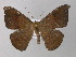  (Oxydia AH07Ec - BC ZSM Lep 32442)  @14 [ ] CreativeCommons - Attribution Non-Commercial Share-Alike (2010) Unspecified SNSB, Zoologische Staatssammlung Muenchen
