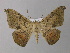  (Oxydia platypterataAH04Ec - BC ZSM Lep 32446)  @14 [ ] CreativeCommons - Attribution Non-Commercial Share-Alike (2010) Unspecified SNSB, Zoologische Staatssammlung Muenchen