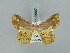  ( - BC ZSM Lep 85697)  @11 [ ] CreativeCommons - Attribution Non-Commercial Share-Alike (2015) Axel Hausmann/Bavarian State Collection of Zoology (ZSM) SNSB, Zoologische Staatssammlung Muenchen