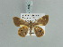  (Opisthoxia haemon - BC ZSM Lep 85699)  @14 [ ] CreativeCommons - Attribution Non-Commercial Share-Alike (2015) Axel Hausmann/Bavarian State Collection of Zoology (ZSM) SNSB, Zoologische Staatssammlung Muenchen