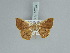  ( - BC ZSM Lep 85702)  @11 [ ] CreativeCommons - Attribution Non-Commercial Share-Alike (2015) Axel Hausmann/Bavarian State Collection of Zoology (ZSM) SNSB, Zoologische Staatssammlung Muenchen