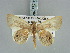  (Opisthoxia corinoides - BC ZSM Lep 85703)  @11 [ ] CreativeCommons - Attribution Non-Commercial Share-Alike (2015) Axel Hausmann/Bavarian State Collection of Zoology (ZSM) SNSB, Zoologische Staatssammlung Muenchen