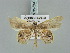  ( - BC ZSM Lep 85704)  @14 [ ] CreativeCommons - Attribution Non-Commercial Share-Alike (2015) Axel Hausmann/Bavarian State Collection of Zoology (ZSM) SNSB, Zoologische Staatssammlung Muenchen