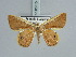  (Opisthoxia eusirariaGM01 - BC ZSM Lep 85710)  @15 [ ] CreativeCommons - Attribution Non-Commercial Share-Alike (2015) Axel Hausmann/Bavarian State Collection of Zoology (ZSM) SNSB, Zoologische Staatssammlung Muenchen