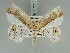  (Opisthoxia laticlava - BC ZSM Lep 85711)  @11 [ ] CreativeCommons - Attribution Non-Commercial Share-Alike (2015) Axel Hausmann/Bavarian State Collection of Zoology (ZSM) SNSB, Zoologische Staatssammlung Muenchen