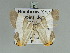  (Opisthoxia miletiaGM01 - BC ZSM Lep 85713)  @13 [ ] CreativeCommons - Attribution Non-Commercial Share-Alike (2015) Axel Hausmann/Bavarian State Collection of Zoology (ZSM) SNSB, Zoologische Staatssammlung Muenchen