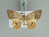  (Opisthoxia orion - BC ZSM Lep 85715)  @14 [ ] CreativeCommons - Attribution Non-Commercial Share-Alike (2015) Axel Hausmann/Bavarian State Collection of Zoology (ZSM) SNSB, Zoologische Staatssammlung Muenchen