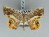  ( - BC ZSM Lep 85720)  @15 [ ] CreativeCommons - Attribution Non-Commercial Share-Alike (2015) Axel Hausmann/Bavarian State Collection of Zoology (ZSM) SNSB, Zoologische Staatssammlung Muenchen