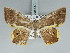  (Opisthoxia descimoniGM01 - BC ZSM Lep 85722)  @15 [ ] CreativeCommons - Attribution Non-Commercial Share-Alike (2015) Axel Hausmann/Bavarian State Collection of Zoology (ZSM) SNSB, Zoologische Staatssammlung Muenchen