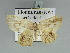  ( - BC ZSM Lep 85725)  @13 [ ] CreativeCommons - Attribution Non-Commercial Share-Alike (2015) Axel Hausmann/Bavarian State Collection of Zoology (ZSM) SNSB, Zoologische Staatssammlung Muenchen