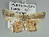  ( - BC ZSM Lep 85728)  @12 [ ] CreativeCommons - Attribution Non-Commercial Share-Alike (2015) Axel Hausmann/Bavarian State Collection of Zoology (ZSM) SNSB, Zoologische Staatssammlung Muenchen