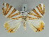  ( - BC ZSM Lep 85735)  @13 [ ] CreativeCommons - Attribution Non-Commercial Share-Alike (2015) Axel Hausmann/Bavarian State Collection of Zoology (ZSM) SNSB, Zoologische Staatssammlung Muenchen