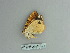  ( - BC ZSM Lep 85737)  @12 [ ] CreativeCommons - Attribution Non-Commercial Share-Alike (2015) Axel Hausmann/Bavarian State Collection of Zoology (ZSM) SNSB, Zoologische Staatssammlung Muenchen