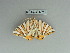  ( - BC ZSM Lep 85742)  @13 [ ] CreativeCommons - Attribution Non-Commercial Share-Alike (2015) Axel Hausmann/Bavarian State Collection of Zoology (ZSM) SNSB, Zoologische Staatssammlung Muenchen