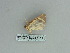 ( - BC ZSM Lep 85751)  @11 [ ] CreativeCommons - Attribution Non-Commercial Share-Alike (2015) Axel Hausmann/Bavarian State Collection of Zoology (ZSM) SNSB, Zoologische Staatssammlung Muenchen