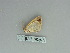  ( - BC ZSM Lep 85752)  @11 [ ] CreativeCommons - Attribution Non-Commercial Share-Alike (2015) Axel Hausmann/Bavarian State Collection of Zoology (ZSM) SNSB, Zoologische Staatssammlung Muenchen