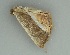  (Opisthoxia bellaGM01 - BC ZSM Lep 85753)  @12 [ ] CreativeCommons - Attribution Non-Commercial Share-Alike (2015) Axel Hausmann/Bavarian State Collection of Zoology (ZSM) SNSB, Zoologische Staatssammlung Muenchen