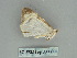  ( - BC ZSM Lep 85758)  @12 [ ] CreativeCommons - Attribution Non-Commercial Share-Alike (2015) Axel Hausmann/Bavarian State Collection of Zoology (ZSM) SNSB, Zoologische Staatssammlung Muenchen