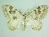  ( - BC ZSM Lep 86034)  @14 [ ] CreativeCommons - Attribution Non-Commercial Share-Alike (2015) Axel Hausmann/Bavarian State Collection of Zoology (ZSM) SNSB, Zoologische Staatssammlung Muenchen