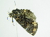  ( - BC ZSM Lep 86054)  @13 [ ] CreativeCommons - Attribution Non-Commercial Share-Alike (2015) Axel Hausmann/Bavarian State Collection of Zoology (ZSM) SNSB, Zoologische Staatssammlung Muenchen