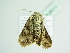  ( - BC ZSM Lep 86073)  @13 [ ] CreativeCommons - Attribution Non-Commercial Share-Alike (2015) Axel Hausmann/Bavarian State Collection of Zoology (ZSM) SNSB, Zoologische Staatssammlung Muenchen