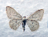  (Scopula scalercii - BC ZSM Lep 86116)  @14 [ ] Axel Hausmann/Bavarian State Collection of Zoology (ZSM) (2015) Axel Hausmann/Bavarian State Collection of Zoology (ZSM) SNSB, Zoologische Staatssammlung Muenchen