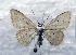  ( - BC ZSM Lep 86117)  @13 [ ] Axel Hausmann/Bavarian State Collection of Zoology (ZSM) (2015) Axel Hausmann/Bavarian State Collection of Zoology (ZSM) SNSB, Zoologische Staatssammlung Muenchen