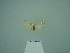  ( - BC ZSM Lep 86125)  @12 [ ] CreativeCommons - Attribution Non-Commercial Share-Alike (2015) Axel Hausmann/Bavarian State Collection of Zoology (ZSM) SNSB, Zoologische Staatssammlung Muenchen