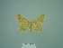 ( - BC ZSM Lep 86129)  @13 [ ] CreativeCommons - Attribution Non-Commercial Share-Alike (2015) Axel Hausmann/Bavarian State Collection of Zoology (ZSM) SNSB, Zoologische Staatssammlung Muenchen