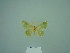  (Kuchleria gisisi - BC ZSM Lep 86134)  @13 [ ] CreativeCommons - Attribution Non-Commercial Share-Alike (2015) Axel Hausmann/Bavarian State Collection of Zoology (ZSM) SNSB, Zoologische Staatssammlung Muenchen